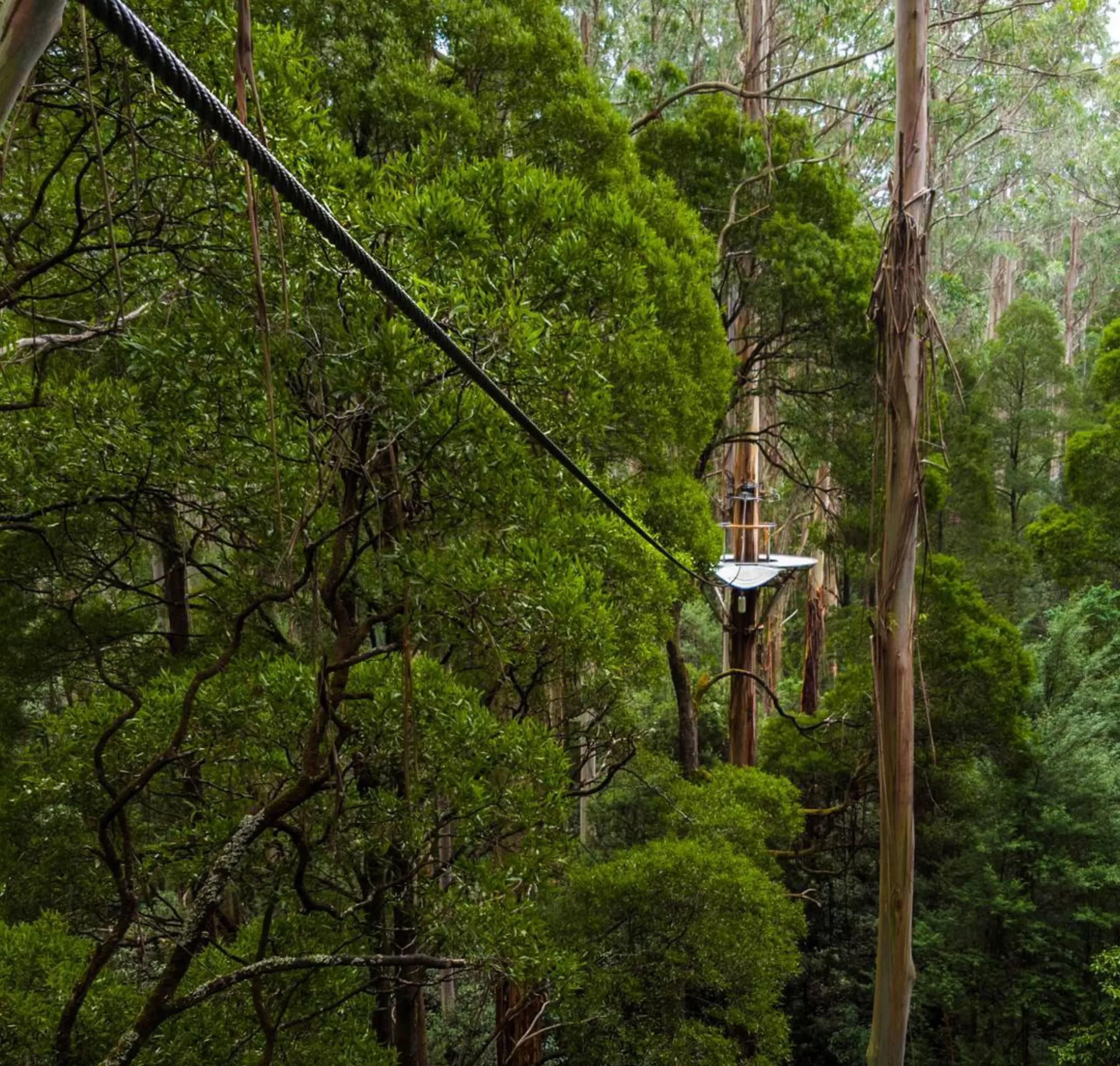 Otway Fly Treetop