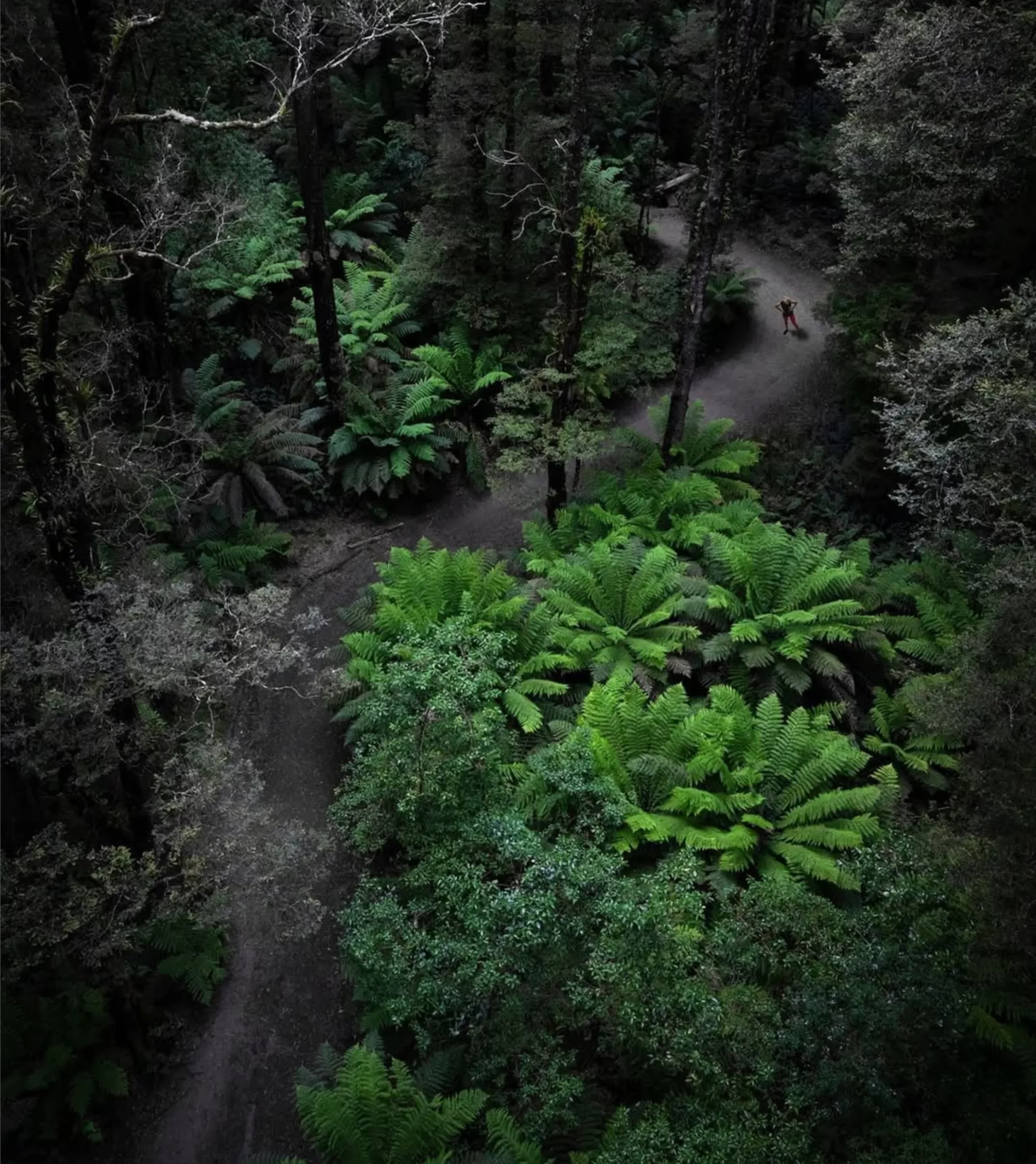 walking trails, Great Ocean Road